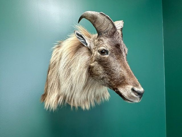 Meet Our Tibetan Tahr!