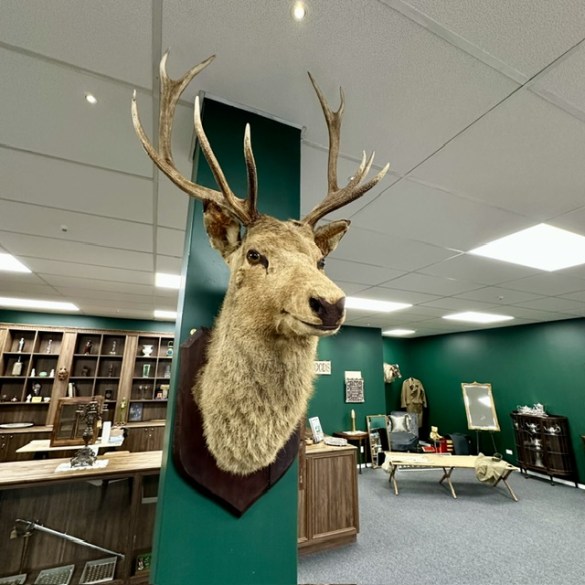 Stag